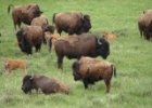 Yellowstone